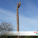 Baum fällen Seilklettertechnik - Baumdienst Flohr - Neuwied