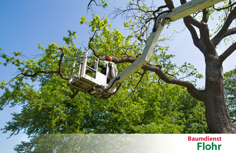 Baumpflege - Baumdienst Flohr - Neuwied Ihr Ansprechpartner für´s Grüne in Eifel, Hunsrück, Westerwald & im Gebiet Lahn, Mosel/Mittelrhein