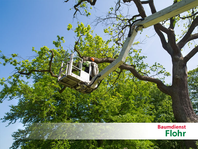 Baumpflege - Baumdienst Flohr - Neuwied Ihr Ansprechpartner für´s Grüne in Eifel, Hunsrück, Westerwald & im Gebiet Lahn, Mosel/Mittelrhein