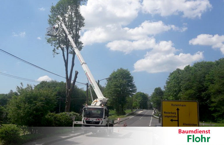 Baumfällung - Baumdienst Flohr, Neuwied/Westerwald/Rhein-Lahn