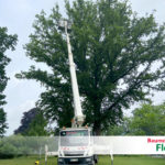 Baumpflege Steiger - Baumdienst Flohr, Neuwied